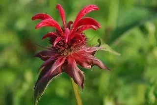 Gemuetliche Dorfhotel Kaltenhauser Hollersbach im Pinzgau